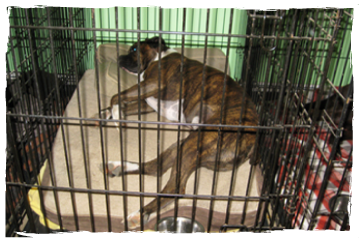 A dog laying in its cage sleeping.