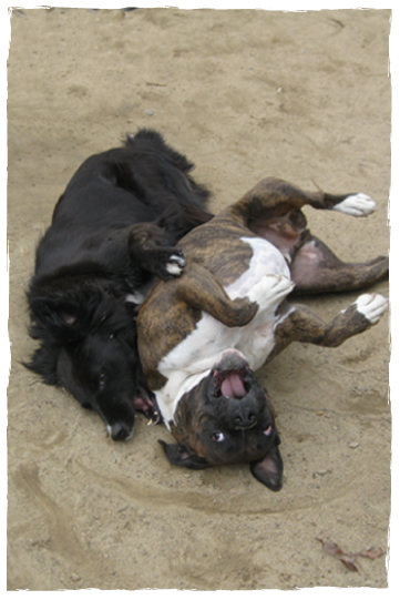 Two dogs playing in the sand on a beach.